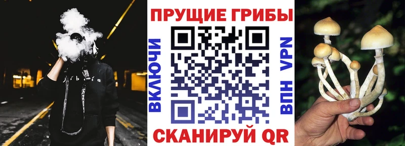 ОМГ ОМГ ссылки  Нестеровская  Галлюциногенные грибы Psilocybe 